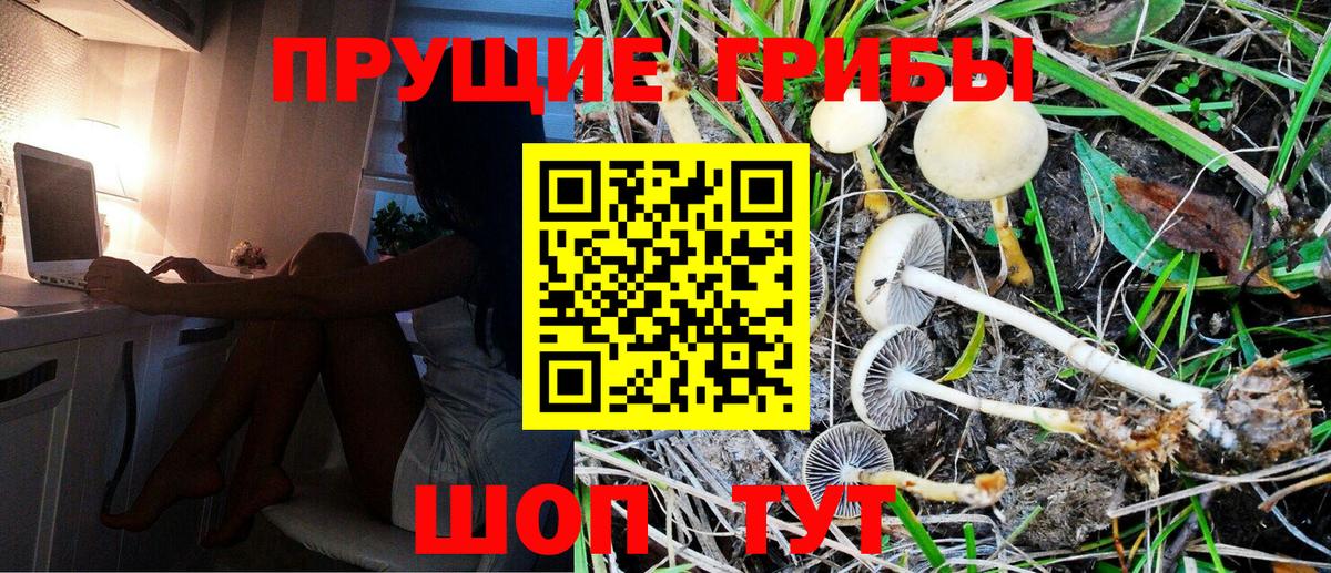 Псилоцибиновые грибы Psilocybine cubensis  закладки  Апрелевка 